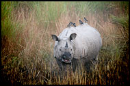 One Horned Rhinoceros, Kaziranga NP, India