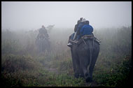 Elephant Tour, Kaziranga NP, India