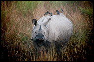 One Horned Rhinoceros, Kaziranga NP, India