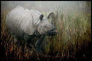 One Horned Rhinoceros, Kaziranga NP, India