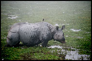 One Horned Rhinoceros, Kaziranga NP, India