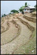 Rice Fields, Buddhist Sikkim, India