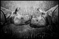 One Horned Rhinoceros, Black And White Snaps, India