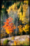 Golden Trees, Best Of 2010, Norway