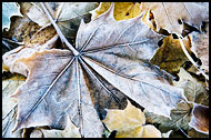 Leaves And Frost, Best Of 2010, Norway