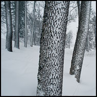 Trees In Winter, Best Of 2010, Norway