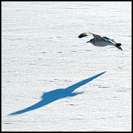 Seagull, Best Of 2010, Norway