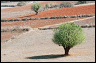 Trees And Field, Best Of, Myanmar (Burma)