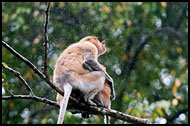 Proboscis Monkey, Kinabatangan River, Malaysia