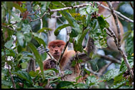 Proboscis Monkey, Kinabatangan River, Malaysia