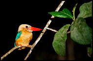 Stork-billed Kingfisher, Kinabatangan River, Malaysia