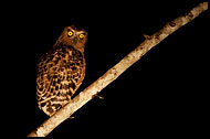 Buffy Fish-owl, Kinabatangan River, Malaysia