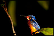 Blue-eared Kingfisher, Kinabatangan River, Malaysia