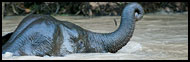 Borneo Elephant, Kinabatangan River, Malaysia