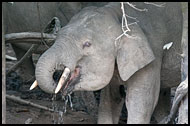 Borneo Elephant, Kinabatangan River, Malaysia