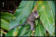 Crab-eating Macaque, Kinabatangan River, Malaysia