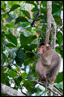 Pig-tailed Macaque, Kinabatangan River, Malaysia