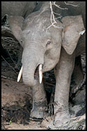 Borneo Elephant, Kinabatangan River, Malaysia