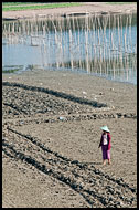 Farmer And Her Field, Amarapura, Myanmar (Burma)