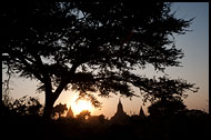 Tree And Temples, Bagan, Myanmar (Burma)
