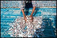 Drying Fish, Delta Region, Myanmar (Burma)