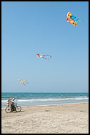 Dragons At Beach, Delta Region, Myanmar (Burma)