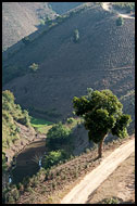 Tree And Path, Kalaw Trekking, Myanmar (Burma)