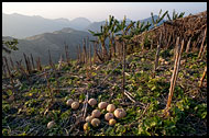 Pumpkins, Kalaw Trekking, Myanmar (Burma)