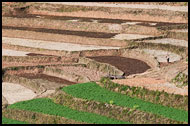 Paddy Field Terraces, Kalaw Trekking, Myanmar (Burma)