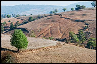 Tree And Field, Kalaw Trekking, Myanmar (Burma)