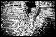 Drying Fish, Black And White, Myanmar (Burma)