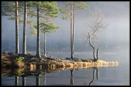 Birch By Lake, Best Of 2011, Norway