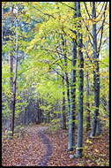 Path In The Woods, Best Of 2011, Norway