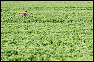 Broad Bean Field, Dali And Erhai Lake, China