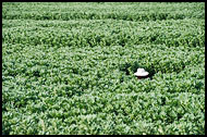 Broad Bean Field, Dali And Erhai Lake, China