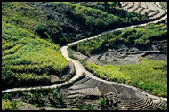 Sugarcane Fields, Xishuangbanna, China