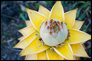 Golden Lotus Banana, Xishuangbanna, China