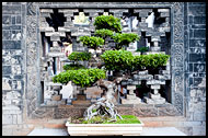Bonsai Tree, Jianshui, China
