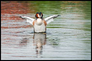 Crested Grebe, Kinderdijk, Netherlands