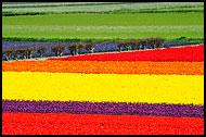 Tulip Field, Keukenhof Gardens, Netherlands