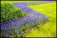 Armenian Grape Hyacinth And Tulips, Keukenhof Gardens, Netherlands