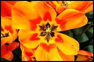 Tulip Flower, Keukenhof Gardens, Netherlands