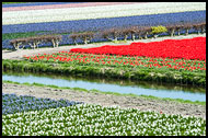 Tulip Field, Keukenhof Gardens, Netherlands