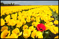 Exception, Keukenhof Gardens, Netherlands