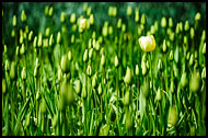 Tulips At Keukenhof Gardens, Keukenhof Gardens, Netherlands