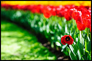 Lonely Tulip, Keukenhof Gardens, Netherlands