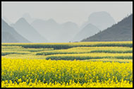 Rapeseed Fields, Luoping, China