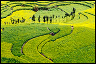 Trees In Rapeseed Field, Luoping, China