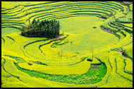 Rapeseed Fields And Trees, Luoping, China