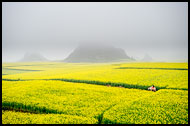 Going Home, Luoping, China